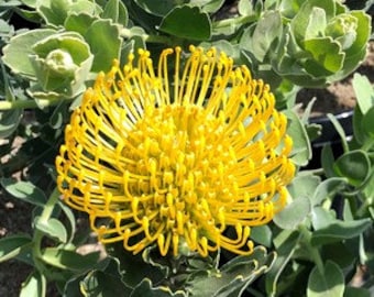 Leucospermum Cordifolium ‘High Gold’ 1 live plant