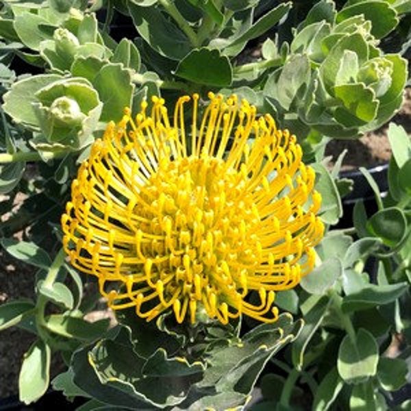 Leucospermum Cordifolium ‘High Gold’ 1 live plant