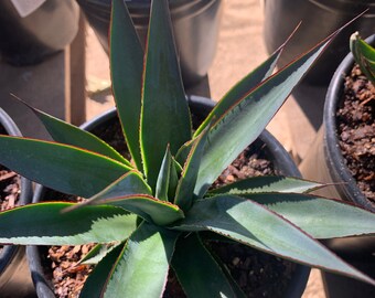 Agave 'blue Glow' - Etsy UK