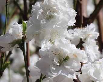 Double White Flowering Peach - 3 to 4 Feet Tall - Bigger Trunk - Ship in 3 Gal Pot