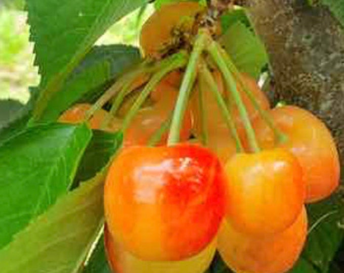 Cherry ’rainier’- 1 to 2  Feet Tall ship in pot