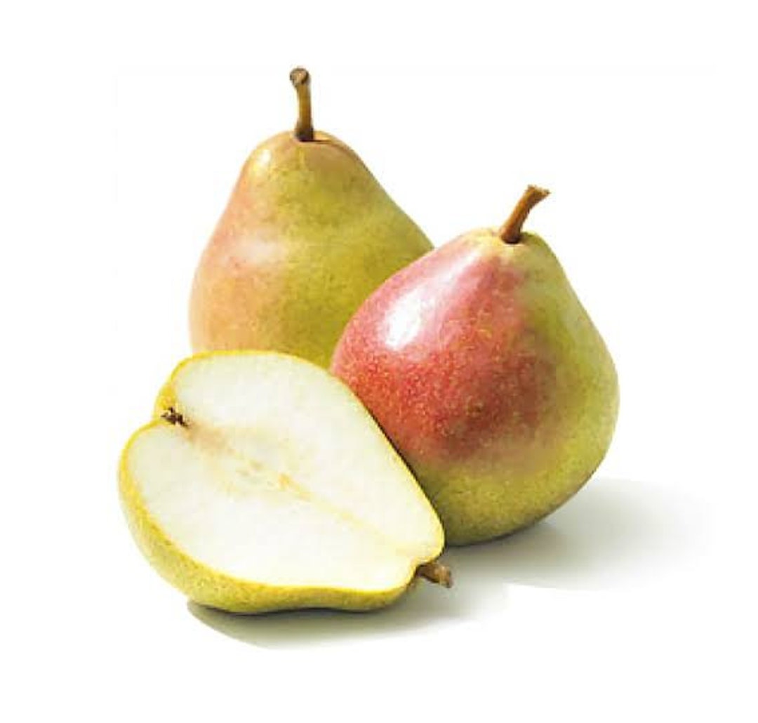 Comice Pear Tree - 4 Feet Tall - Bigger Trunk - Ship in 3gal Pot - Etsy