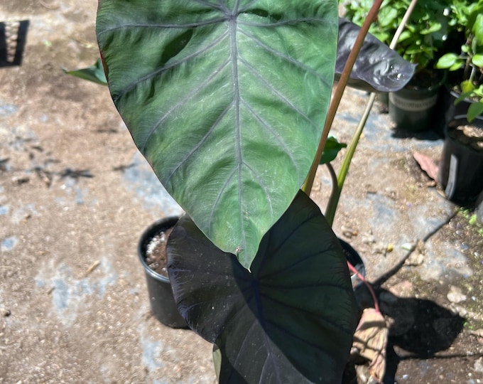 Colocasia esculenta ‘ Black Magic ’ - live plant in 6”pot and 1 to 2  tall
