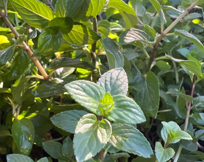 Mentha Chocolate ( chocolate mint)- 1ft ship in 1gal pot