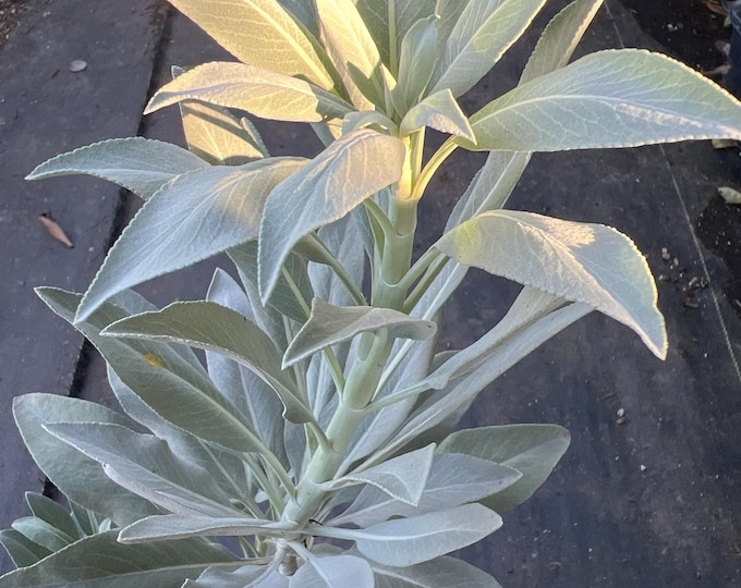 White Sage -Herb ship 1gal pot- 1-2ft tall