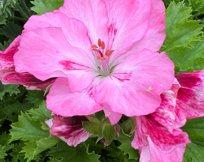 Elegance Rose bicolor Geranium-Live Plant 1ft tall, ship in 6” pot