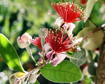 Pineapple Guava (Feijoa Sellowiana) 2 to 3  Feet Tall  Ship in 3 Gal Pot