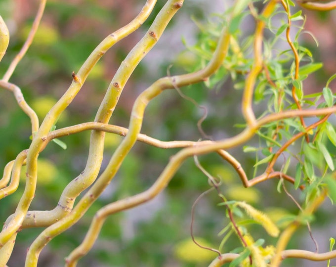 Salix matsudana 'Tortuosa (Corkscrew) 2 to 3 Feet Tall - Grafted Tree - Ship in pot