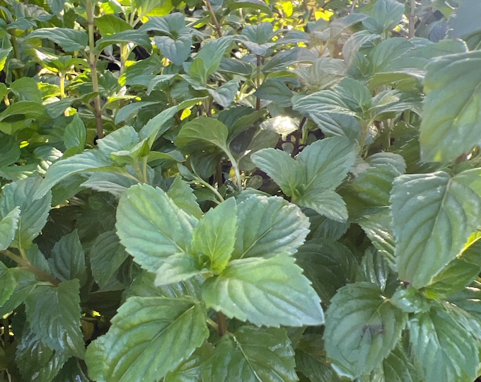 Mentha piperita citrata  (Orange Mint)- 1gal pot 1-2ft