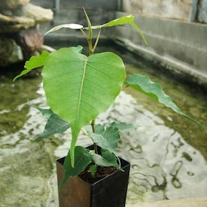 May include: A young Bodhi tree in a square black pot. The plant has large, heart-shaped green leaves with prominent veins. The background shows a water feature and a concrete structure, suggesting a greenhouse environment.