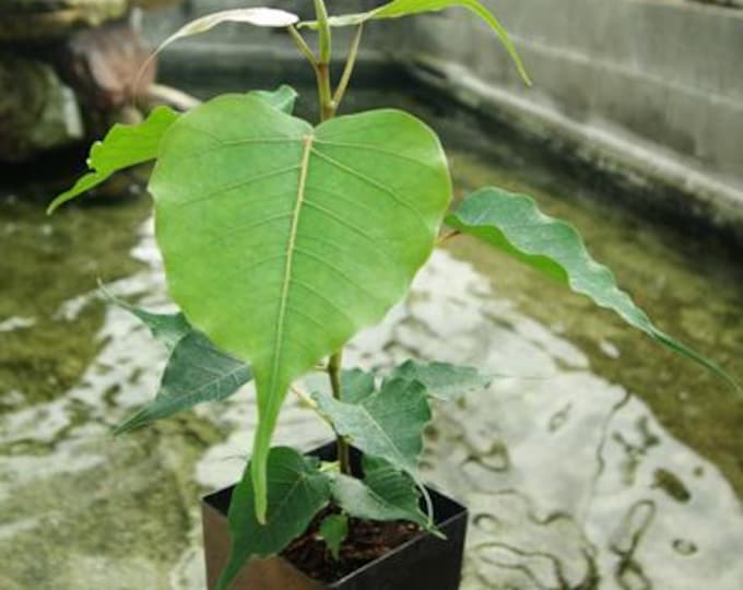 Bodhi plant ficus religiosa - cây bồ đề - 1  feet Tall - ship in 6" Pot