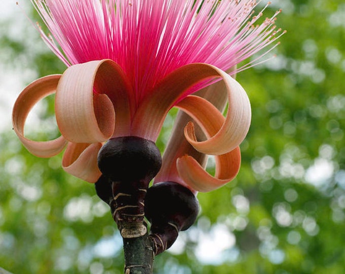 Pseudobombax pink- live plant 1 ft tall in 6” pot