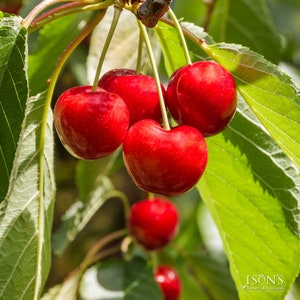 Cherry 'royal Lee'  -  3 to 4  feet tall - grafted tree - bigger trunk - ship in 3gal pot
