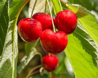 Cherry 'royal Lee'  -  3 to 4  feet tall - grafted tree - bigger trunk - ship in 3gal pot