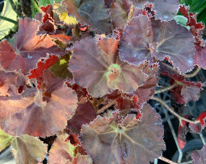 Begonia ‘Angel Glow’ live plant  Ship in 6" Pot