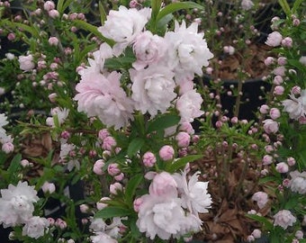 Dwarf Flowering Almond (Prunus glandulosa 'Rosea Plena')-Live Plant 1ft tall, ship in 6” pot