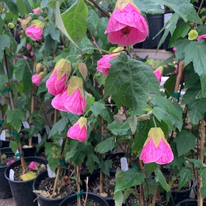 May include: Pink flowering plants in black pots. The plants have green leaves and pink bell-shaped flowers.