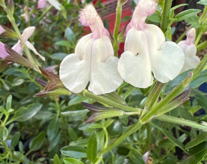 Salvia Full Moon-1-2 ft ship in 1 gal pot