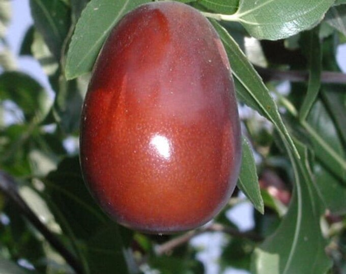 Lang jujube - 3 feet tall - grafted tree - ship in 3gal pot