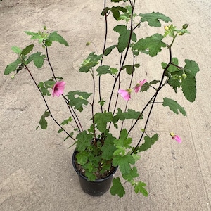 Anisodontea strybing beauty live plant 1-2ft tall ship in 6 pot image 1