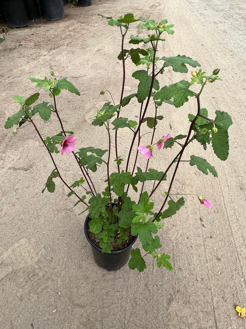 Anisodontea strybing beauty live plant 1-2ft tall ship in 6 pot image 1