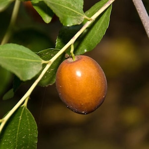 May include: A single brown jujube fruit hanging from a branch with green leaves.