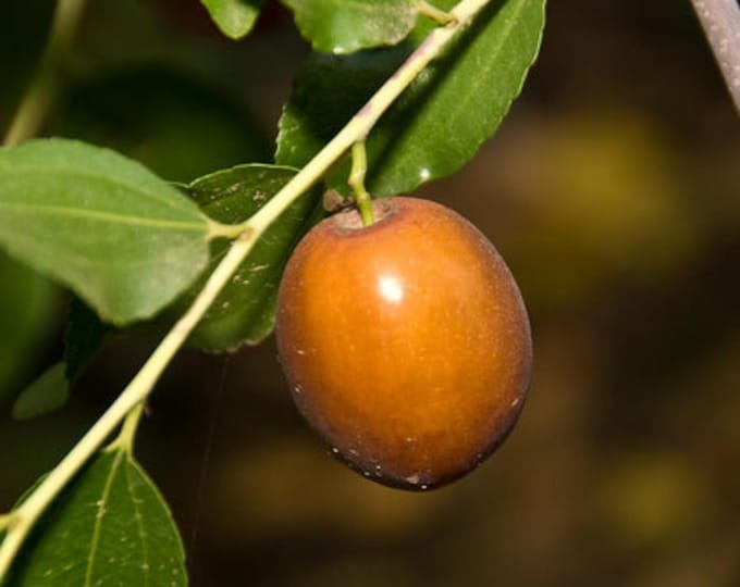 Jujube Sugar Can Tree- 4  Feet - Bigger Trunk - Ship in 3Gal Pot