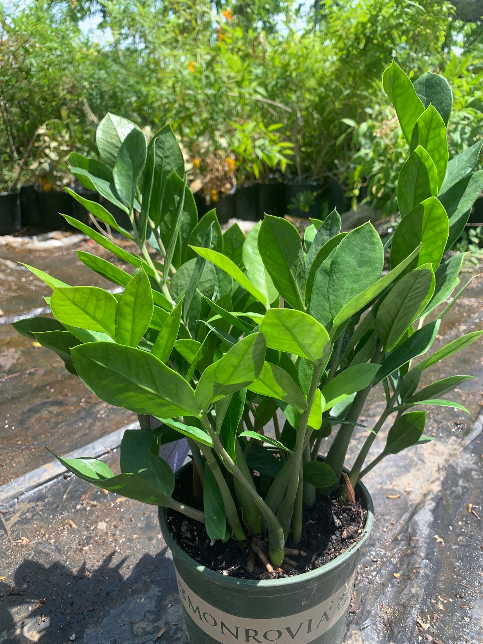 Lucky Zz Plant Live Plant 1ft Tall in 6 Pot Etsy