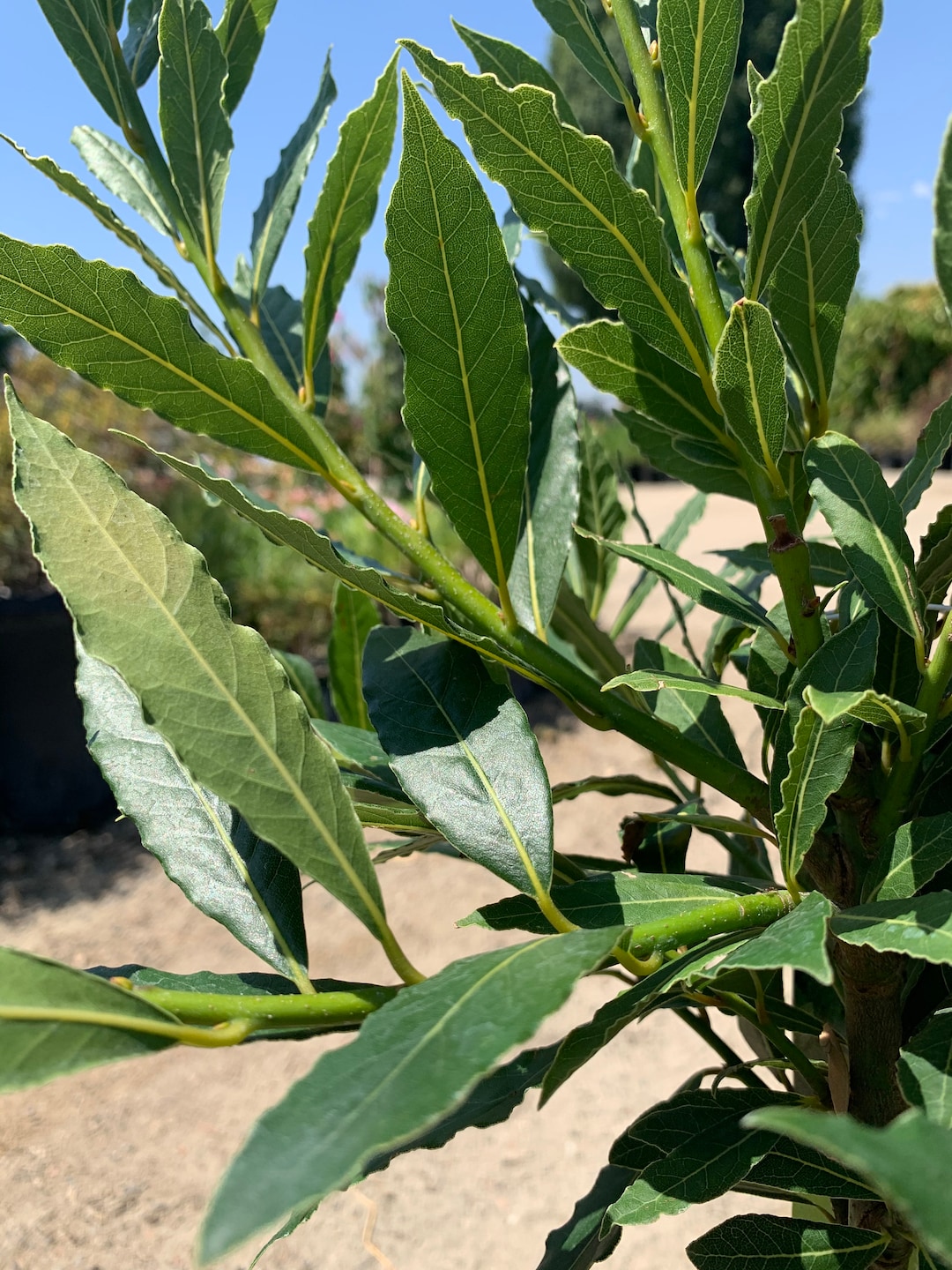 Little Ragu Sweet Bay Live Plant 1 to 2ft Tall in 6 Pot Etsy