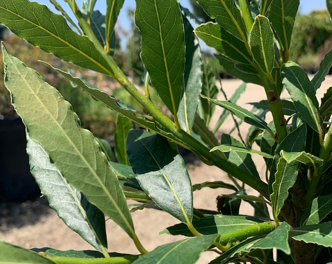 Little Ragu Sweet Bay- live plant 1 to 2ft tall in 6” pot