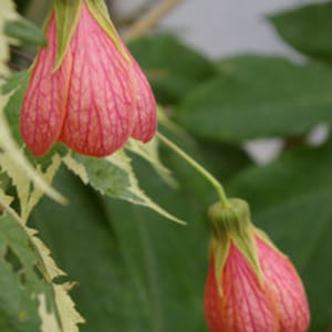 Abutilon ‘Souvenir de Bonn’ 1 feet tall  Ship in 6&quot; Pot