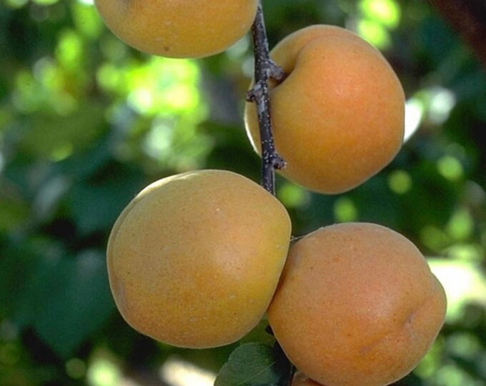 Apricot ‘Autumn Royal’ Tree - 2 to 3 Feet Tall - Ship in 1gal pot