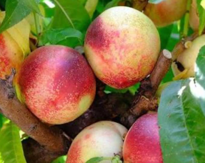Arctic Jay nectarine- 3-4 ft ship in 3 gal pot