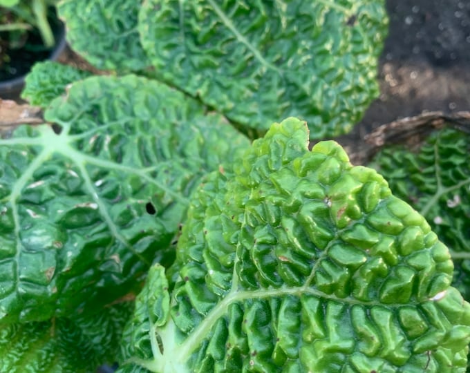 Begonia Gehrtii ‘Comet’