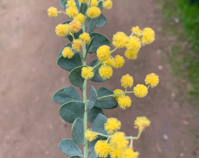 Acacia Cultriformis-1 live plant-1 gallon pot