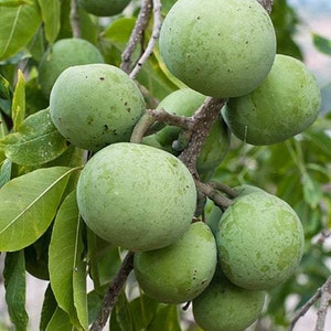 White sapote mcdill- grafted tree - 1 plants - 1 to 2   feet tall - ship in 3 gal pot