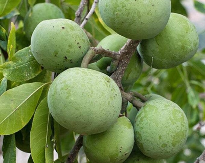 White sapote mcdill- grafted tree - 1 plants - 1 to 2   feet tall - ship in 3 gal pot