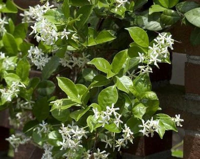 Star Jasmine ‘Madison’ 2 feet tall 1 gallon pot