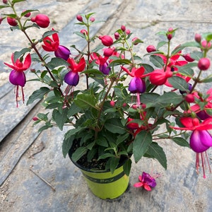 Fuchsia Jollies Nantes ship in 4 pot image 1