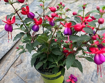 Fuchsia Jollies 'Nantes'- barco en maceta de 4"