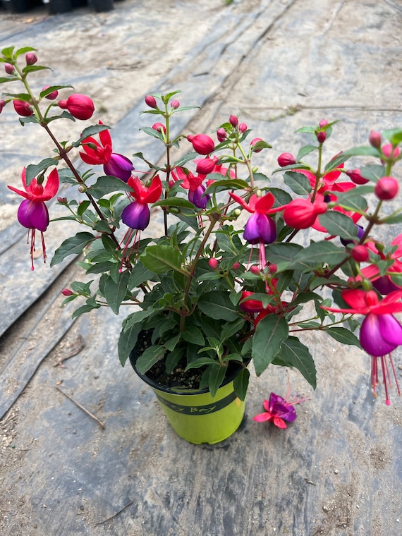Fuchsia Jollies 'nantes'- Ship in 4 Pot - Etsy Denmark