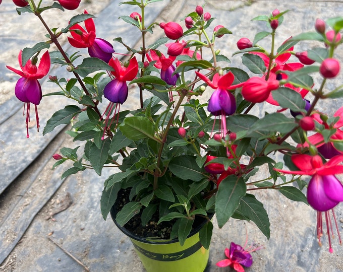 Fuchsia Jollies ‘Nantes’- ship in 4” pot