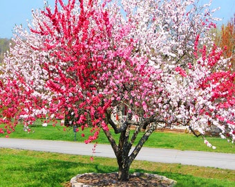 Peppermint Flowering Peach -  - 2 to 3 Feet - Ship in 6" Pot