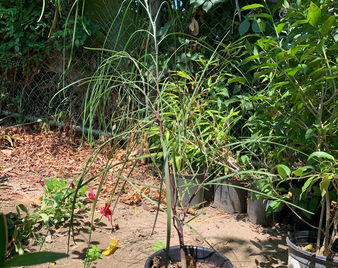 Acacia stenophylla- live plant 1 to 2 ft in 6” pot