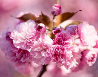 Prunus serrulata 'Kwanzan'- 2 to 3 Feet Tall - Grafted Tree -  - Ship in 3gal pot