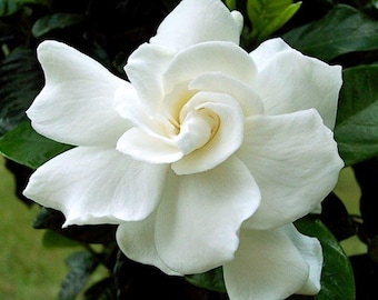 Gardenia August Beauty 1 Live Plant  Ship in 1gal pot