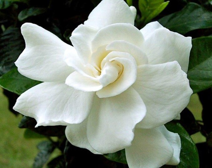 Gardenia August Beauty 1 Live Plant  Ship in 1gal pot