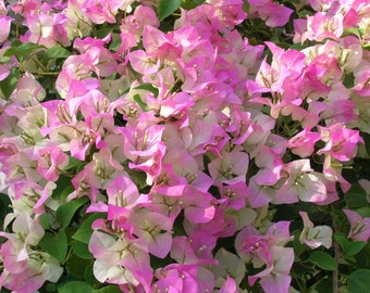 Pink and white bougainvillea - 2 to 3 feet tall - ship in 3 gal pot