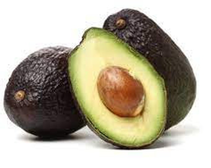 Lamb Hass Avocado Tree- 1  Feet Tall - Grafted Tree - Ship in Plastic Bag