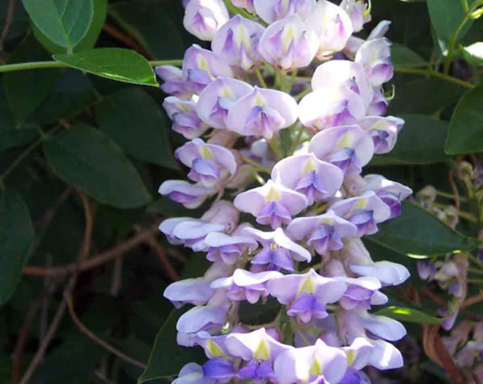 Kentucky Wisteria Blue Moon Live Plant 6” pot